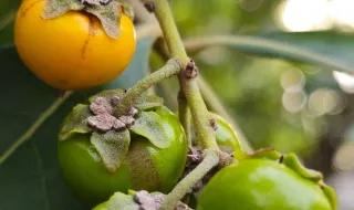 Fruta atrai ursos-pardos para as povoações durante o verão