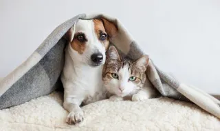Forum Madeira recebe mostra de Medicina Veterinária