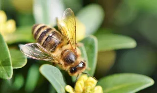 España tiene más de 1.100 especies diferentes de abejas: cómo conocer las que hay cerca de ti