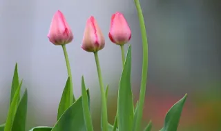 Tulipa traz cinco portugueses a Torres Vedras