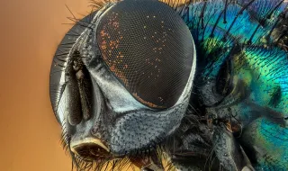 Olhos nos olhos
