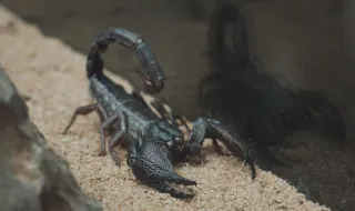 Que espécie é esta: escorpião