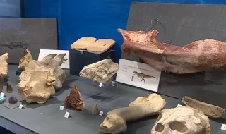 Novos fósseis de dinossauros descobertos em Sesimbra e Torres Vedras