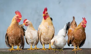 O frango ficou de fora, mas o fogo não: assim é o novo restaurante da Guia