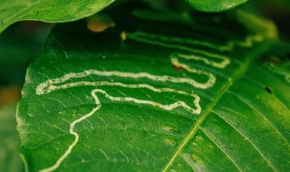 Timor-Leste elimina tracoma, a principal causa infecciosa de cegueira no mundo