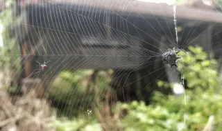 Detetado em Castelo Branco mosquito transmissor do dengue