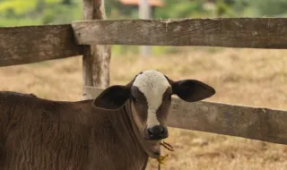 Censo Nacional de Animais Errantes: afinal, os dados portugueses são fiáveis ou não?