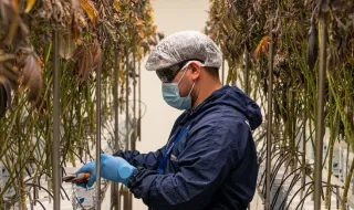 CSIC cria “nanoflores” magnéticas que capturam e transformam nanoplásticos da água
