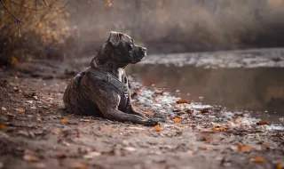 Pitbull é baleado no Complexo de Israel, área dominada pelo criminoso Peixão