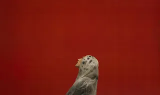 O fim do silêncio de Phoebe Bridgers