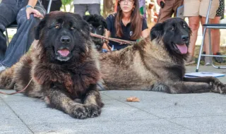 Município de Seia assinalou o Dia Mundial do Cão de Serra da Estrela 🐕