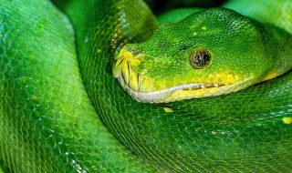 Python na análise de dados: ferramenta indispensável ou competência sobrevalorizada?