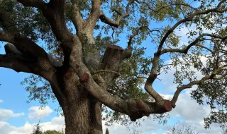 Covilhã: Quercus denuncia abate de 1.400 sobreiros