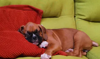 Cachorro de Travis Kelce e Taylor Swift estreia em campanha de moda ao lado do jogador
