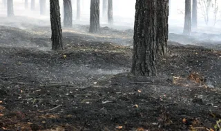 Compensa incendiar a floresta?