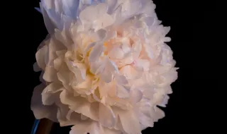 Espinhal: De flor em flor, de gente em gente