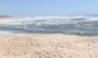 Golfinho dá à costa em praia da Póvoa de Varzim