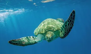 Devuelven al mar una tortuga que había sido rescatada herida en San Sebastián