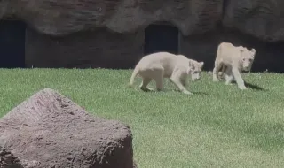 Pelagem branca e olhos escuros: leões raros levam centenas de visitantes a Zoo na Guatemala