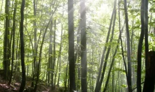 Los árboles también tienen consciencia de su cuerpo: corrigen la postura para orientar el crecimiento