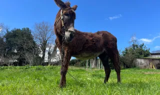 Meãs do Campo põe os burros a correr em dia de festa
