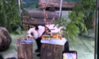 Panda mais velha de Taiwan celebra 22.º aniversário com bolo de gelo em forma de comboio