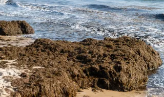 Alga invasora está a espalhar-se na costa de Sines e preocupa investigadores