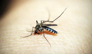 Lembra dele? Mosquito fossilizado de ‘Jurassic Park’ é vendido por R$ 2,1 milhões em leilão