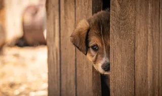 Região de Leiria adotou 1.287 cães e gatos no ano passado