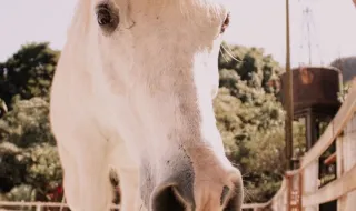 Feira do Cavalo regressa a Estoi com cinco dias de tradição equestre e animação