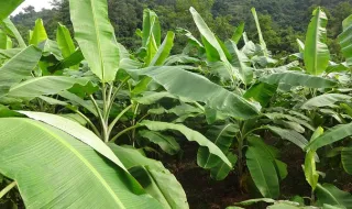 Suíça Hagel vai fazer os seguros da banana da Madeira