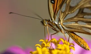 Caminhada Colorida apoia a Alícia e o Lourenço