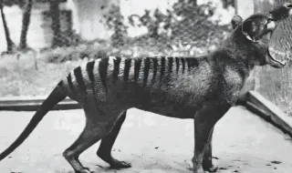 Ni perro, ni lobo: nuevo vuelco a los orígenes del ‘tigre de Tasmania’; era pariente del canguro