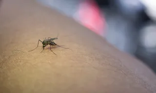 Mosquito vetor de doenças tropicais encontrado em Castelo Branco
