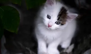 Cães e gatos procuram nova família em campanha de adoção no AlgarveShopping