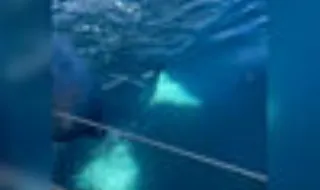 Veleiro atacado por orcas ao largo de Leixões em Matosinhos
