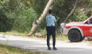 Madeireiro morre atingido por árvore no peito nas Caldas da Rainha