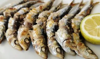 Cientistas portugueses e espanhóis avaliam futuro da sardinha nas águas ibéricas
