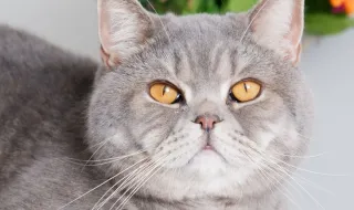 Tem cachorro ou gato? Veja onde vacinar seu pet contra a raiva de graça na Zona Norte do Rio