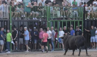 Nules cierra con ‘bous al carrer’ unas fiestas con «las peñas como motor»