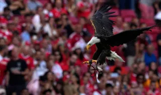 Treinador da águia do Benfica detido por suspeitas de envolvimento em esquema de tráfico de cocaína