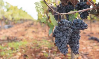 Uvas despejadas na rua num alerta simbólico para a crise no Douro