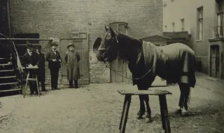 Como um cavalo “psíquico” chamado Hans ensinou a ciência a desconfiar de si própria