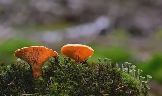 Falsos inspetores da PJ detidos pela PSP