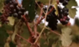 Pequenos produtores do Douro entre a sobrevivência e o abandono das vinhas. Veja agora na CMTV