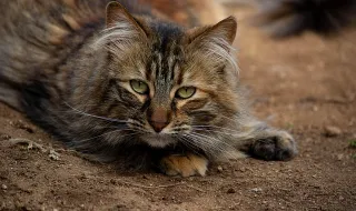 Tem gatos? Tutora revela por que é que estes dormem na cama dos donos e o motivo é “adorável”
