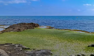 Alga alastra na costa de Sines e ameaça biodiversidade local