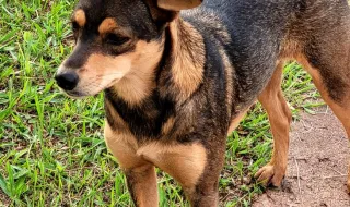 Cadela desaparecida há quase 12 anos é encontrada e devolvida à dona nos EUA