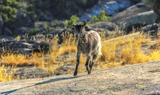 Foi na Serra da Estrela que António Madeira criou o vinho que acaba de fazer história