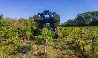 Vindima com "sabor especial" após certificação de vinho de Talha de Cabeção